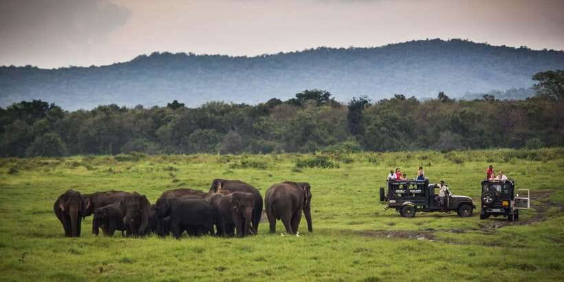 Udawalawa National Park: All-Inclusive Private Day Tour - Natural beauty and the “habitat story” your guide tells