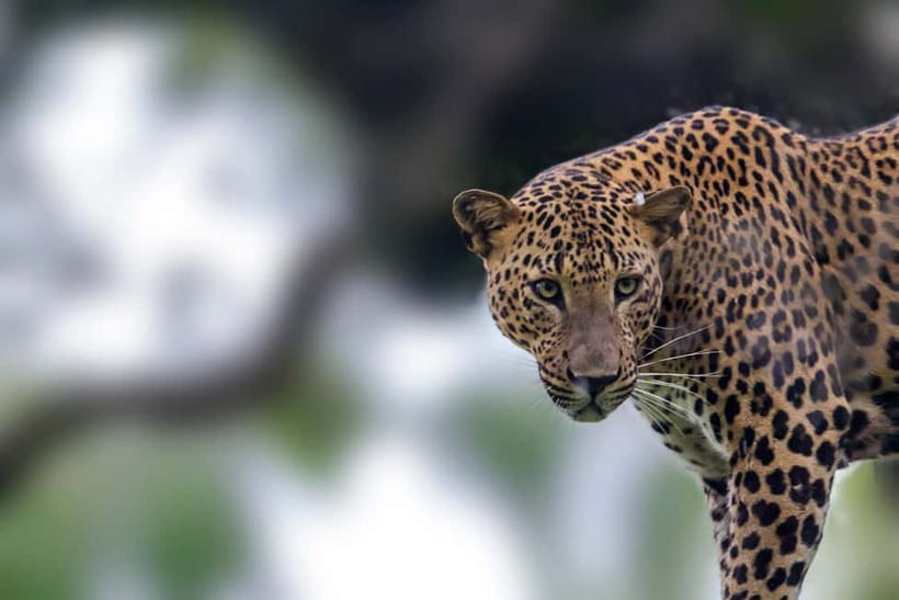 UDAWALAWA SAFARI TOUR from HAMBANTOTA PORT (Shore Excursion) - Key highlights at a glance