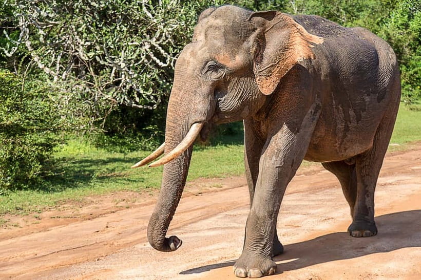 UDAWALAWA SAFARI TOUR from HAMBANTOTA PORT (Shore Excursion) - FAQ