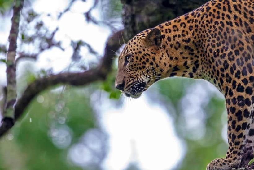UDAWALAWA SAFARI TOUR from HAMBANTOTA PORT (Shore Excursion) - Should you book the Udawalawe safari from Hambantota Port?
