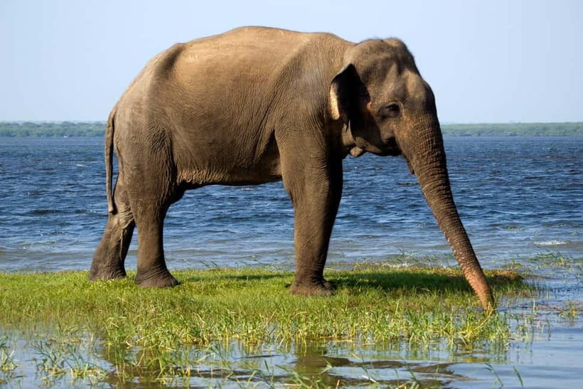 UDAWALAWA SAFARI TOUR from HAMBANTOTA PORT (Shore Excursion) - The real value: pickup, timing, and how the day flows