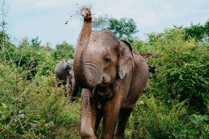 Udawalawe National Park: Elephant Safari with Expert Guide - Key things I’d bet you’ll notice on this safari