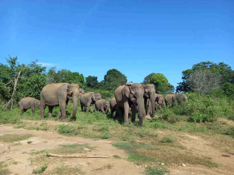 Udawalawe National Park: Elephant Safari with Expert Guide - Why Udawalawe is so good for elephant safaris