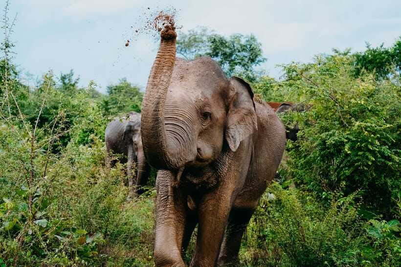 Udawalawe National Park: Elephant Safari with Expert Guide - Beyond elephants: the other wildlife you should keep scanning for