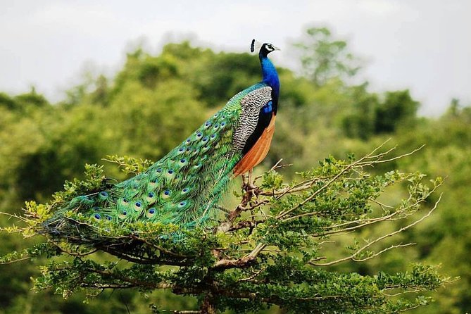 Udawalawe National Park Private Safari - Key things to know before you go