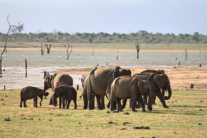 Udawalawe National Park Private Safari - The 4x4 safari in Udawalawe: why the jeep matters