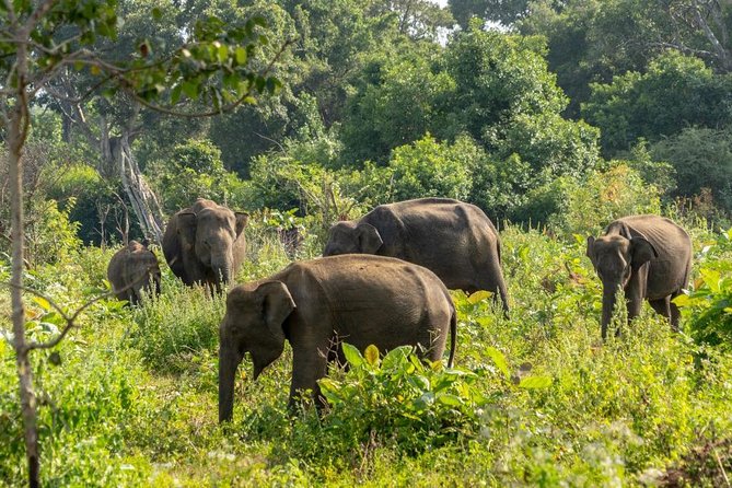 Udawalawe National Park Private Safari - Who this private Udawalawe safari is best for