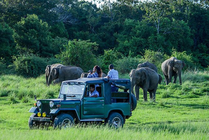 Udawalawe Safari Day Trip from South Region & Transfer to Ella - Key things to know before you go