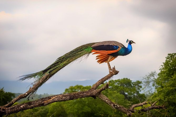 Udawalawe Safari Day Trip from South Region & Transfer to Ella - Timing, lunch, and comfort on a 7–8 hour day
