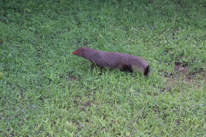 Udawalawe Safari Day Trip from South Region & Transfer to Ella - Who this Udawalawe-to-Ella style day trip suits best