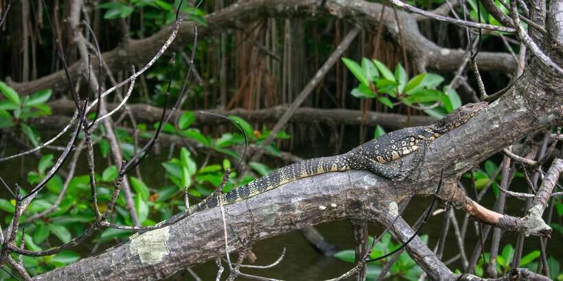 West coast Beach, River Mangroves lagoon, Wildlife boat Tour - Key highlights at a glance