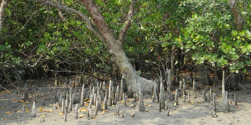 West coast Beach, River Mangroves lagoon, Wildlife boat Tour - Madu Ganga mangrove lagoon: why the boat is the point