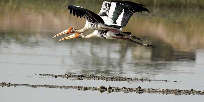 West coast Beach, River Mangroves lagoon, Wildlife boat Tour - Bentota Beach time: the calm payoff