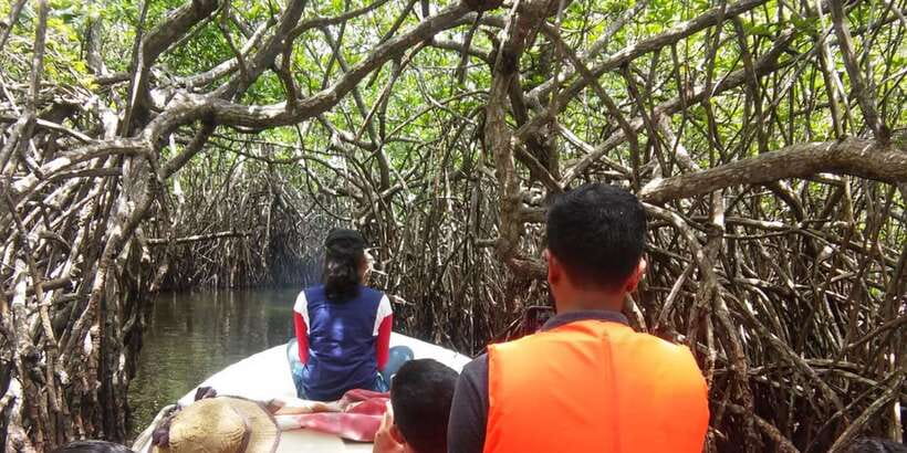 West coast Beach, River Mangroves lagoon, Wildlife boat Tour - Sea turtle conservation center: what you’re supporting