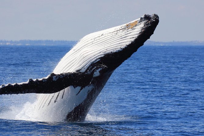 Whale Watching From Colombo - Colombo to Mirissa: the real value is not the whales, it’s the timing