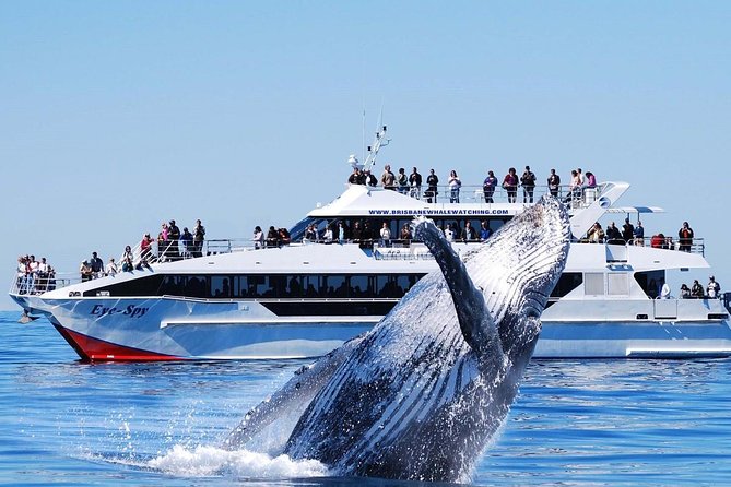 Whale Watching From Colombo - Rough seas reality check: how to protect yourself from the “7-hour ordeal” scenario