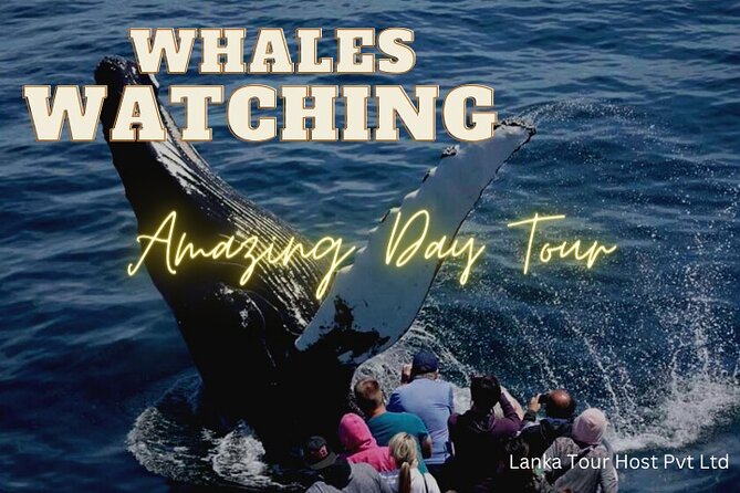 Whales Watching Mirissa Day Tour - Mirissa whale watching at 4:00 am: the trade-off is the view time