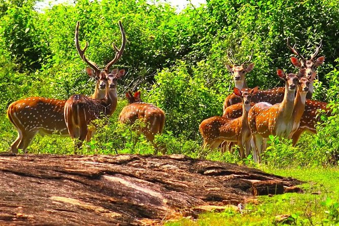 Wildlife Sri Lanka Tour 10 Days - Day 2: Wilpattu National Park for birds, then onward to Sigiriya