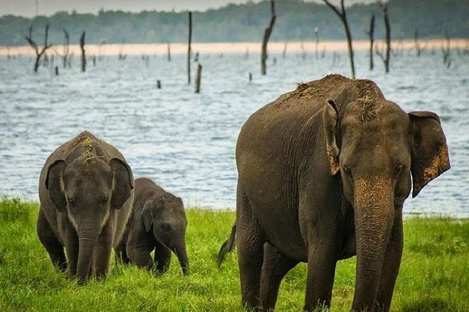 Wildlife Sri Lanka Tour 10 Days - Minneriya safari day: jeep time and evening wildlife interactions
