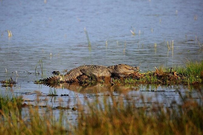 Wilpattu National Park Jeep Safari from Negombo / Waikkal (All Inclusive) - The real story of Wilpattu: early start, long day, big feel