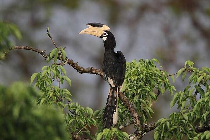 Wilpattu National Park Jeep Safari from Negombo / Waikkal (All Inclusive) - The guide + driver combo: where the experience gets its magic
