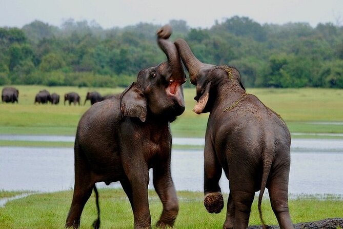 Wilpattu National Park Jeep Safari from Negombo / Waikkal (All Inclusive) - Price and value: is $152 per person a fair deal?