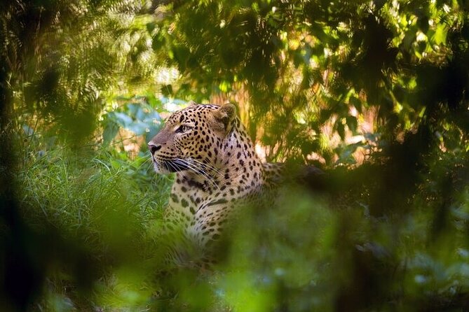 Wilpattu National Park Jeep Safari from Negombo / Waikkal (All Inclusive) - Getting to the safari: what “all inclusive” means for you