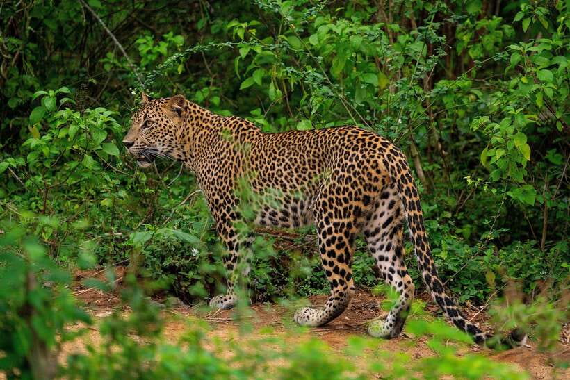 Wilpattu National Park: Morning or Afternoon Safari - Key things to know before you go
