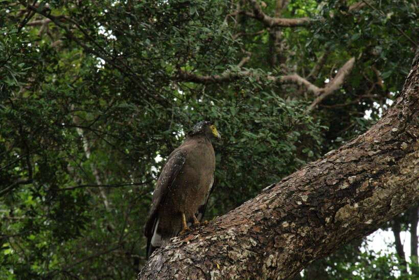 Wilpattu National Park: Morning or Afternoon Safari - Practical photo-and-comfort tips that match this tour