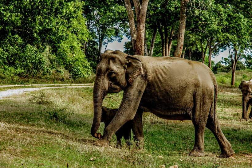 Wilpattu National Park: Morning or Afternoon Safari - Morning or Afternoon: How to choose your Wilpattu start time