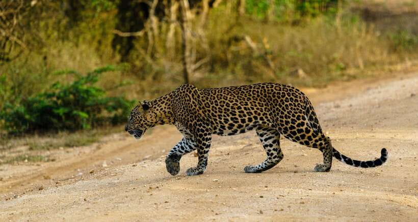 Wilpattu National Park: Morning or Afternoon Safari - Entering Wilpattu: Dense scrub, open plains, and shimmering water