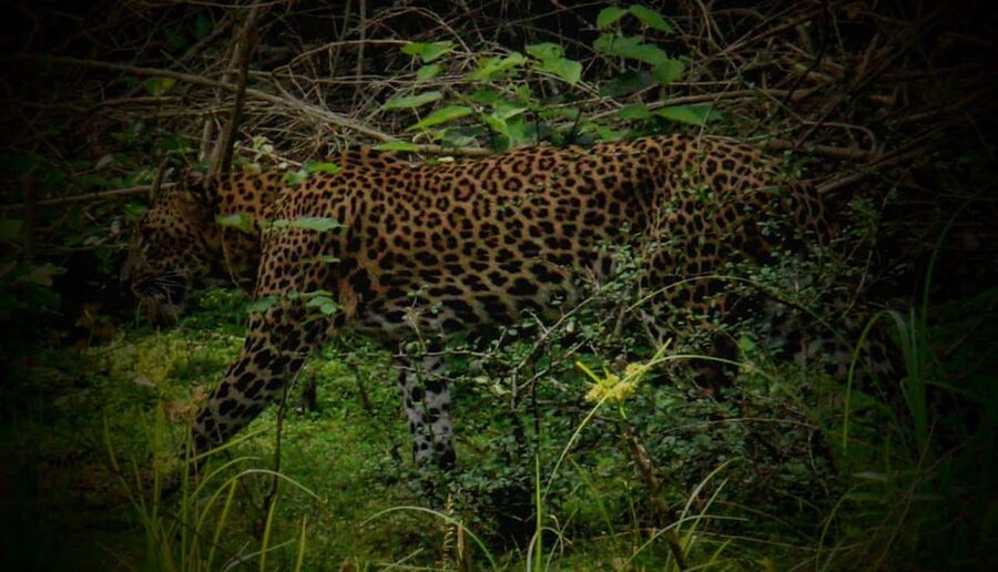 Wilpattu National Park: Morning or Afternoon Safari - The 4 hours inside the park: What you’ll do on safari time