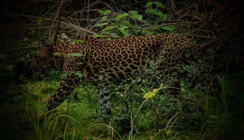 Wilpattu National Park: Morning or Afternoon Safari - Kudiramale Point, Pomparippu, and the Villu areas