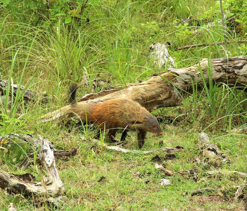Wilpattu National Park: Morning or Afternoon Safari - Leopards, elephants, sloth bears, and deer: How to set expectations