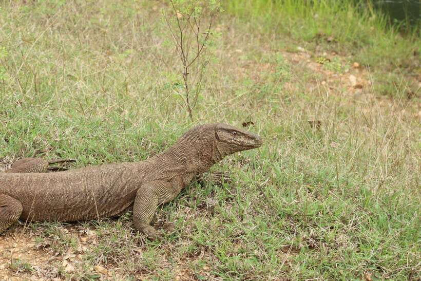 Wilpattu National Park: Morning or Afternoon Safari - The guide experience: English level, spotting, and how much you’ll learn