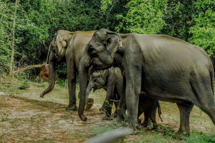 Wilpattu National Park: Morning or Afternoon Safari - Pricing and value: $35 safari fee plus about $37 entry