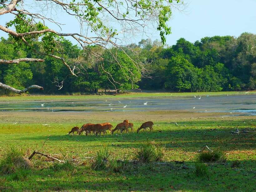 Wilpattu National Park: Morning or Afternoon Safari - Pickup and transfers: What the 5–10 hour day really means