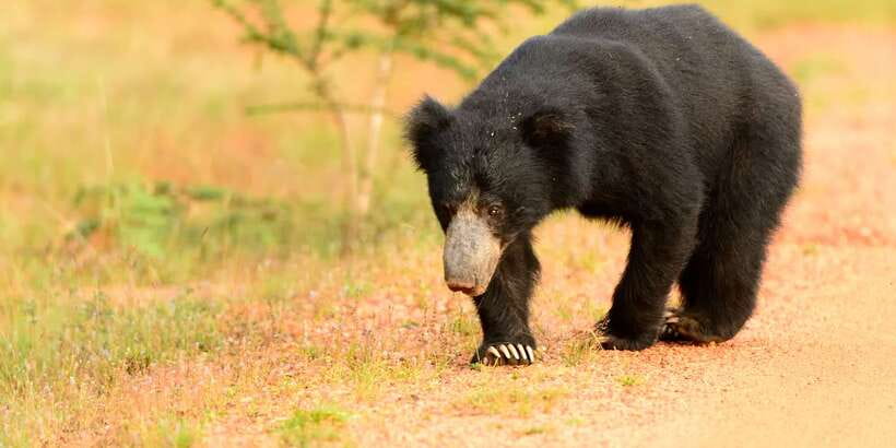 Wilpattu National Park Safari Tour from Colombo - Final call: should you book this Wilpattu National Park safari?