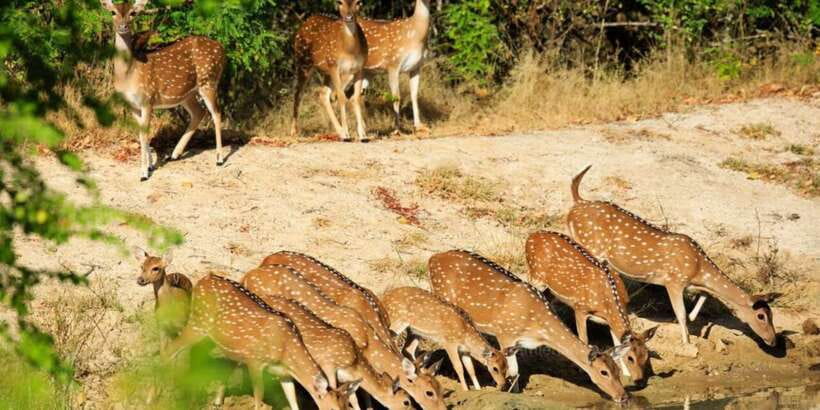 Wilpattu National Park Safari Tour from Colombo - Colombo to Wilpattu: a long ride that shapes the whole day