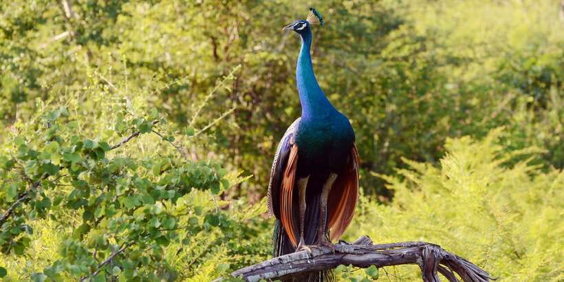 Wilpattu National Park Safari Tour from Colombo - Inside the park: what 3 hours of 4WD safari really gives you