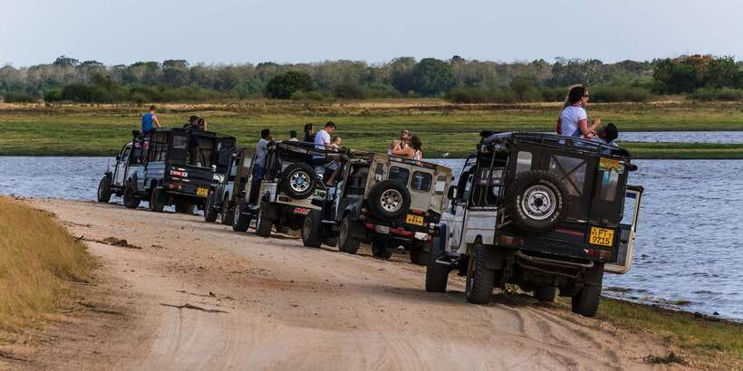 Wilpattu National Park Safari Tour from Colombo - Wildlife odds: leopards get the headlines, but Wilpattu offers more