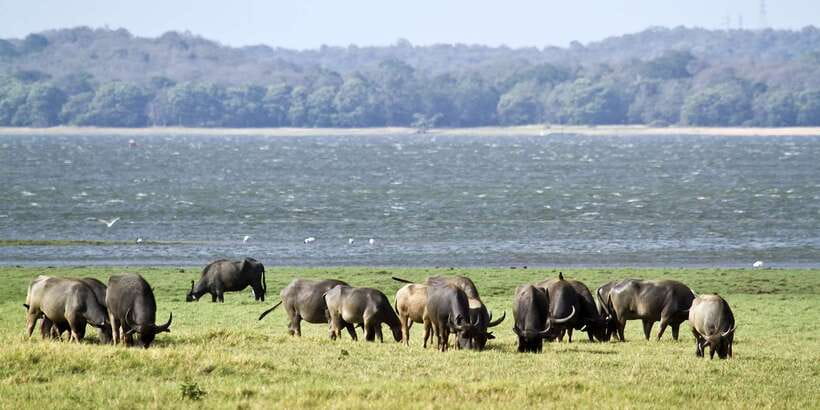 Wilpattu National Park Safari Tour from Colombo - Comfort and safety on an 8-hour-plus day