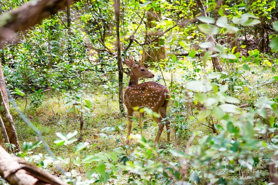 Wilpattu National Park Safari Tour from Colombo - Who should book this Wilpattu safari from Colombo