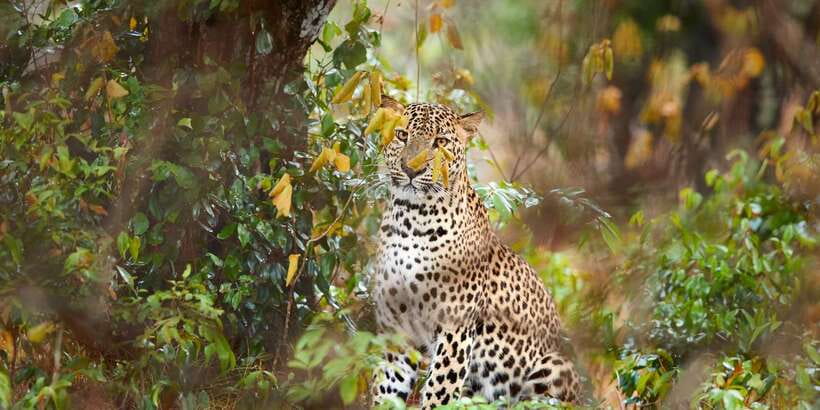 Wilpattu National Park Safari Tour from Colombo - The willus: why rainwater basins matter for wildlife spotting