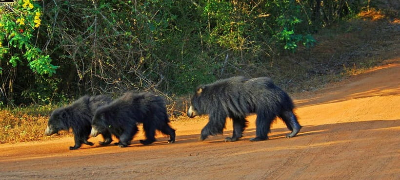 Wilpattu: Private Safari Day Trip with Lunch & Entry Fees - Key things to know before you go