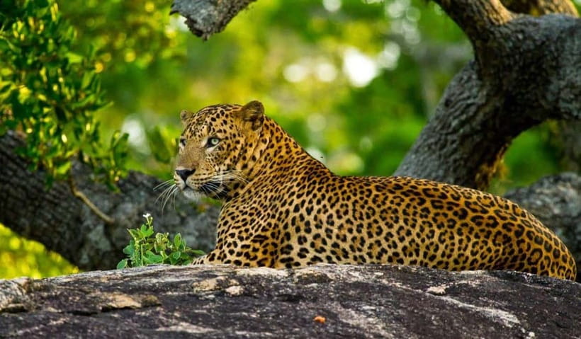 Wilpattu: Private Safari Day Trip with Lunch & Entry Fees - Timing choices: morning vs afternoon safari