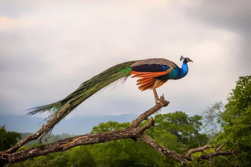 Wilpattu: Private Safari Day Trip with Lunch & Entry Fees - Inside the park: how the 4-hour game drive works