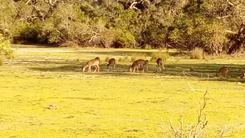 Wilpattu: Private Safari Day Trip with Lunch & Entry Fees - Private jeep advantage: spotting more, waiting less