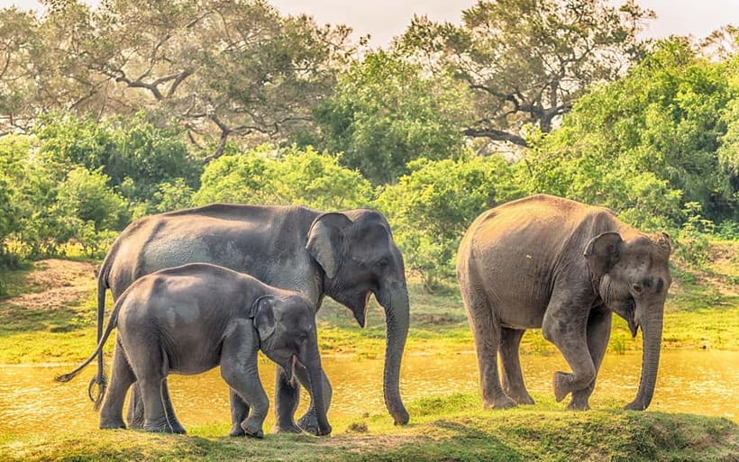 Wilpattu: Private Safari Day Trip with Lunch & Entry Fees - Lunch in the middle of the day: why the timing works