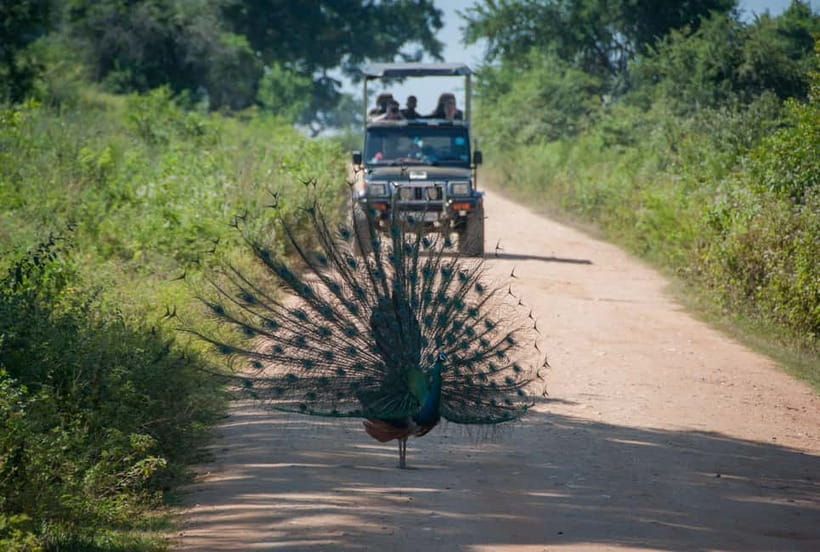 Wilpattu: Private Safari Day Trip with Lunch & Entry Fees - Rules on safari: small things that keep the experience respectful